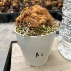 キンモウコウ 希少植物 金運を呼ぶ 観葉植物 金毛狗 4号鉢 - メルカリ