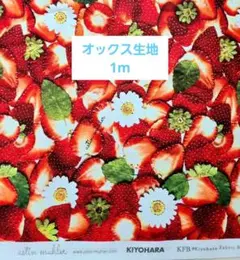 アスティンムーラー astin muhler いちご狩り気分 オックス 1m