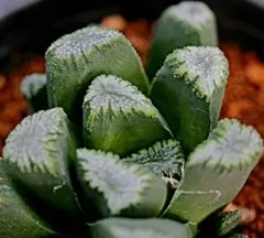 2891 ◎マンモスフット多肉植物 ハオルチア アロエのサムネイル