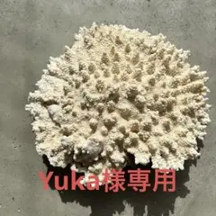 2026年最新】珊瑚置物の人気アイテム - メルカリ