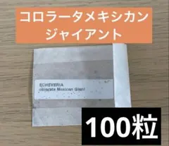 メルカリ便　メキシカンジャイアント錦　ポットごと 2026年最新】メキシカンジャイアントの人気アイテム - メルカリ
