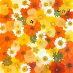 ♡new♡ ♡訳ありの押し花！大容量セット♡