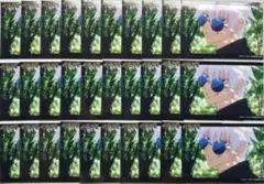 呪術廻戦 懐玉・玉折 ブロマイド 五条悟　30枚セット