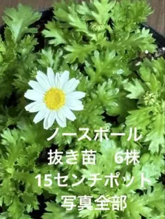 2026年最新】ノースポール苗の人気アイテム - メルカリ