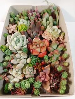 箱いっぱい可愛いちまちま寄植えセットエケベリア多肉植物