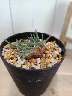 2026年最新】アボニアの人気アイテム - メルカリ