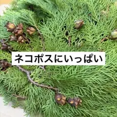 Item thumbnail for item 46441081-0302-4f8e-92a7-1d0b23fb857b