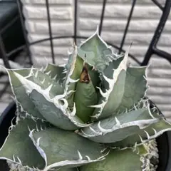 2026年最新】オテロ 大株の人気アイテム - メルカリ