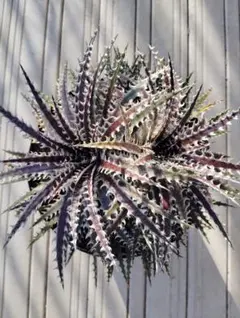 Dyckia ‘Kraken’ ディッキア　クラーケン Dyckia 'Kraken' ディッキア クラーケン
