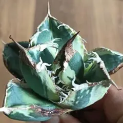 アガベSAD錦【希少種】 2025年最新】アガベ sad 錦の人気アイテム - メルカリ