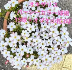 ③希少！オキザリス バーシーカラー 球根 15球＋オマケ小粒3球のサムネイル