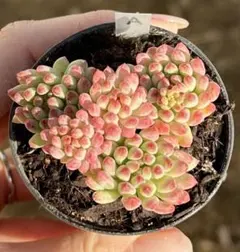 みかりん様 リクエスト 3点 まとめ商品