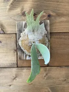 ビカクシダ YMDS Totoro HHRナーセリータグ付け #402 - メルカリ