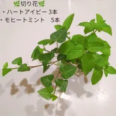 アイビー ハート型 モヒート ミント 切り花 切花 グリーン 観葉植物のサムネイル
