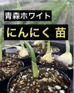 mikuro (プロフ一読下さい)様 リクエスト 2点 まとめ商品