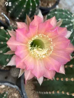 verbo様 リクエスト 2点 まとめ商品