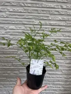斑入ステレオスペルマム　　初心者向け観葉植物のサムネイル