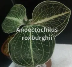 2026年最新】ANOECTOCHILUSの人気アイテム - メルカリ