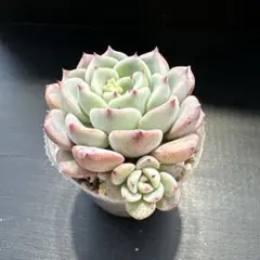 Merry様 リクエスト 3点 まとめ商品