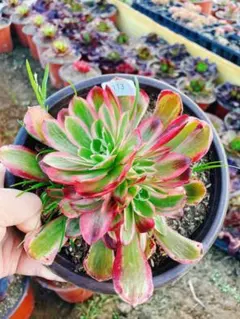 2026年最新】アエオニウム群生の人気アイテム - メルカリ