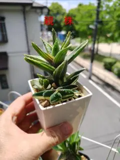 アロエ 不夜城錦　カキコ（1株）のサムネイル