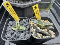 2025年最新】Cok アガベの人気アイテム - メルカリ