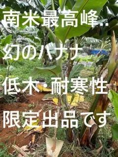 2026年最新】巨大バナナの人気アイテム - メルカリ