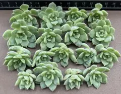 BP1185 ルナレン 27株 抜き苗 多肉植物 エケベリア 韓国苗 - メルカリ