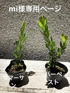 mi様専用ページ