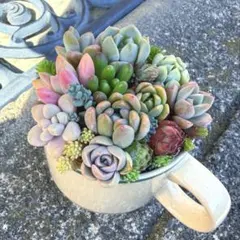 多肉植物寄せ植えセット