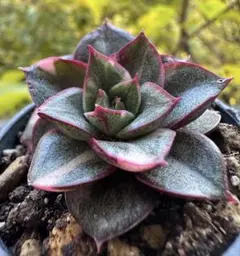 L*P様 No.e549新入荷　麒麟座錦　エケベリア　多肉植物　撮影12月10