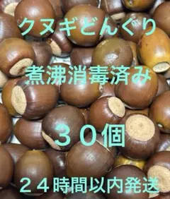 クヌギどんぐり　2㎝位　　30個