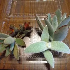 2026年最新】カランコエ 孫悟空の人気アイテム - メルカリ