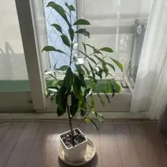 miii___⟡.·様 リクエスト 2点 まとめ商品