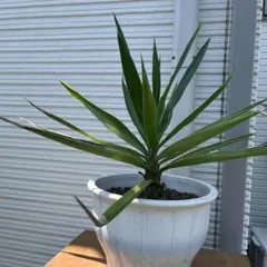 アロエ（クマラ）・プリカティリス 多肉植物 鉢付き - メルカリ