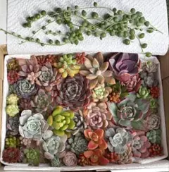 多肉植物 寄せ植えセット