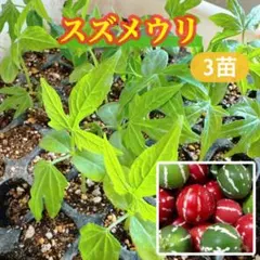 オキナワスズメウリ 3苗のサムネイル