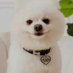 値下げ【新品】首輪　犬　ペット　PUレザー　カラーのサムネイル