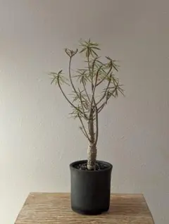 2026年最新】ユーフォルビア バルサミフェラの人気アイテム - メルカリ