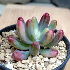 2026年最新】多肉植物 錦の人気アイテム - メルカリ