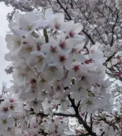 らびこ☆様
