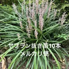 ヤブラン抜き苗10株のサムネイル