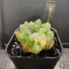 m*n様 広瀬オブツーサ鮮明錦　超美株　極上斑　大きめ