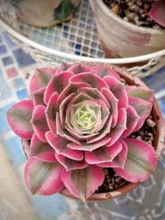 大株花顔❤️ピンクディジー③❤️3頭群生 アエオニウム 多肉植物