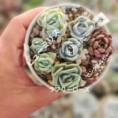 ふ*e様 多肉植物 ほのぼのさん苗 リンダリンダ - メルカリ