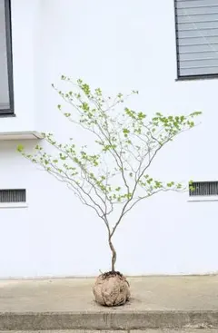 唯一。山採りシロモジ。 唯一。山採りシロモジ。 - メルカリ