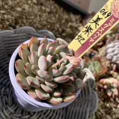 2026年最新】おらいさん苗 ミックスベリアの人気アイテム - メルカリ