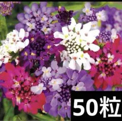 ❁お蝶 ❁ラクチンカトラリーケース♪様 リクエスト 3点 まとめ商品