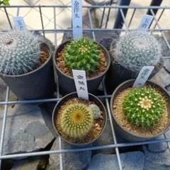 花サボテン美花 古株 大株まとめて メルカリ便 - メルカリ
