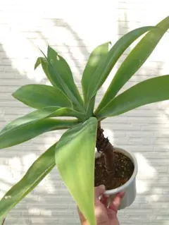 2025年最新】Attenuataの人気アイテム - メルカリ